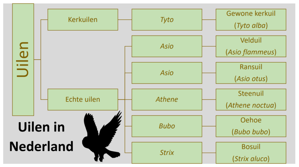 Taxonomie broedende uilen in Nederland (De natuur van hier)