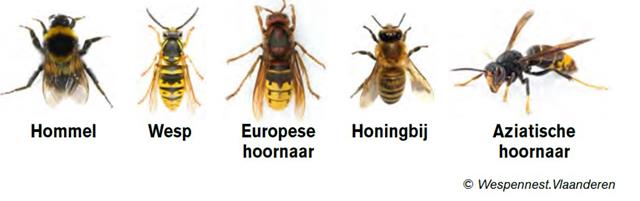 Verschil bij, hommel, wesp, (Bron: wespennest Vlaanderen)hoornaar