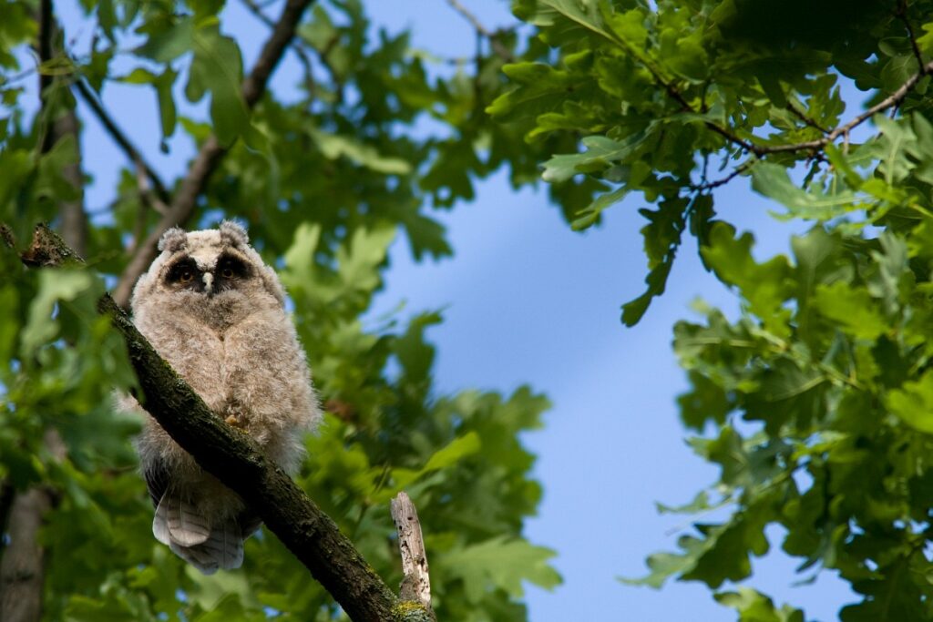 Een jonge ransuil als takkeling in een boom, waarschijnlijk nog in de buurt van het nest (Saxifraga - Jelmer Reyntjes)