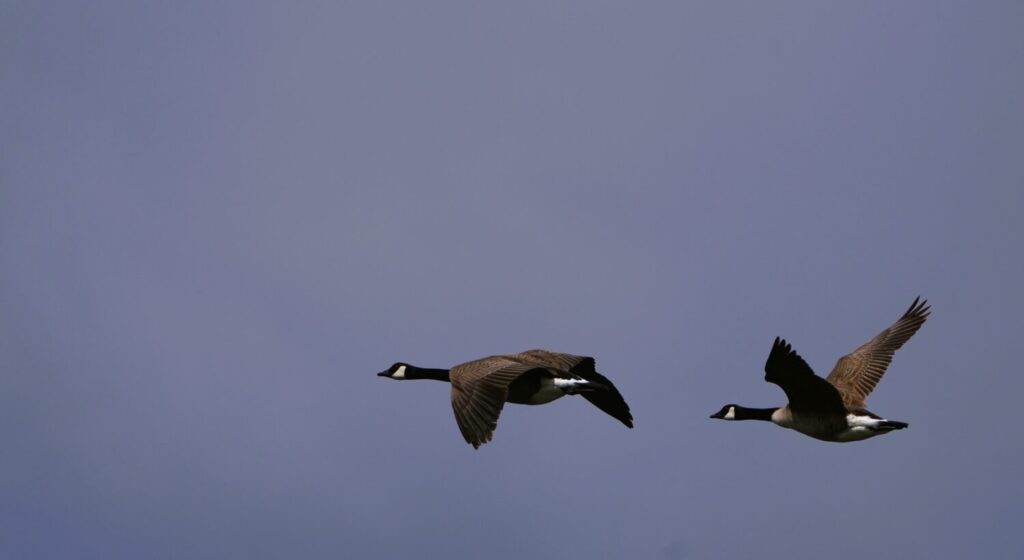 Ook ganzen behoren tot de familie eendachtigen (de Natuur van hier)