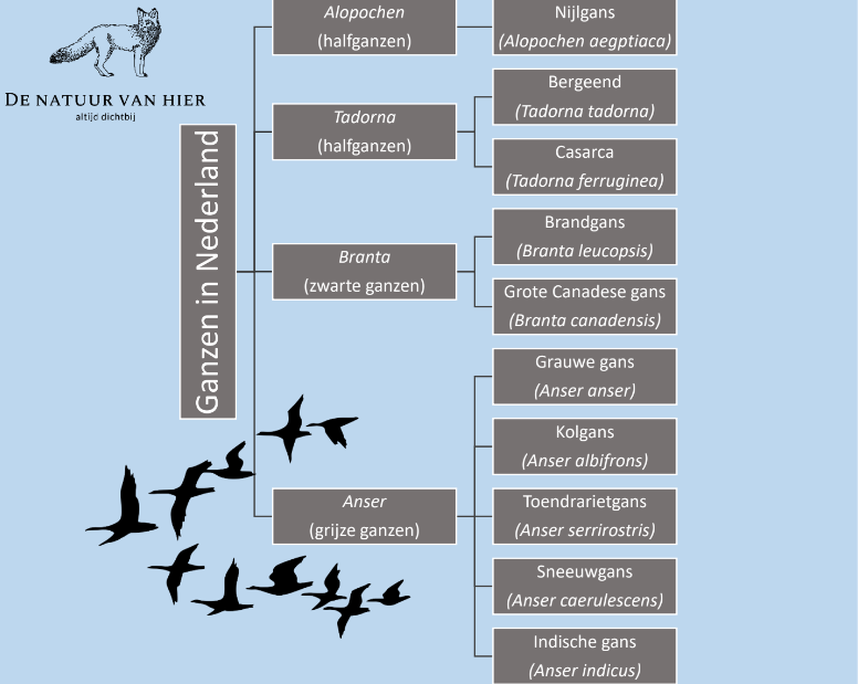 Taxonomie ganzen in Nederland (De natuur van hier)
