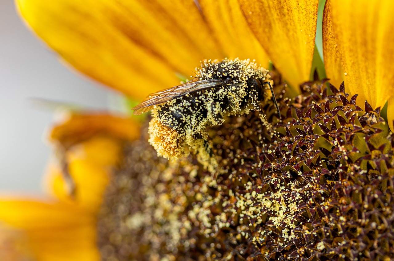 Hoe maakt een bij honing? - De natuur van hier