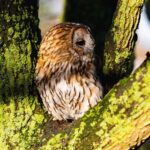 tawny-owl-8443461_1280