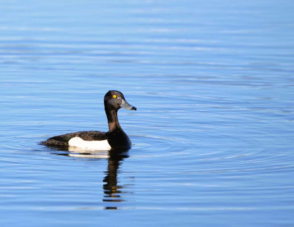 Kuifeend (de Natuur van hier)