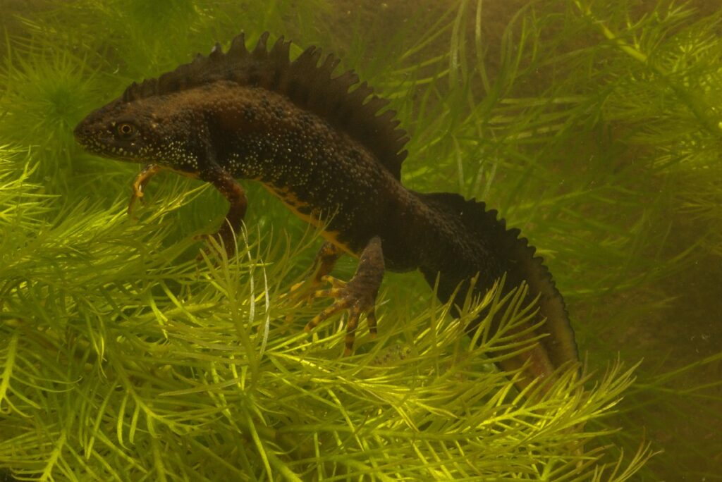 De kamsalamander is een van de salamandersoorten die trekt. Een partner zoekt hij in het voortplantingswater, en niet onderweg zoals padden en kikkers. Op de foto een mannelijke kamsalamander, duidelijk te herkennen aan de kammen op rug en staart (Saxifraga - Kees Marijnissen)