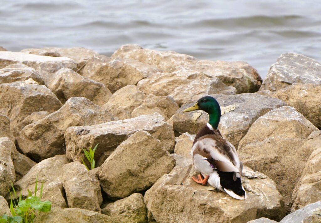 Wilde eend, man (de Natuur  van hier)