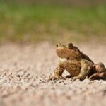 common-toad-6142629_1280