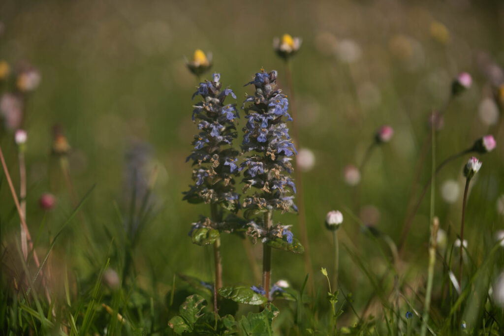 Kruipend zenegroen is een dankbare inheemse plant die het op veel plekken goed doet (de Natuur van hier)