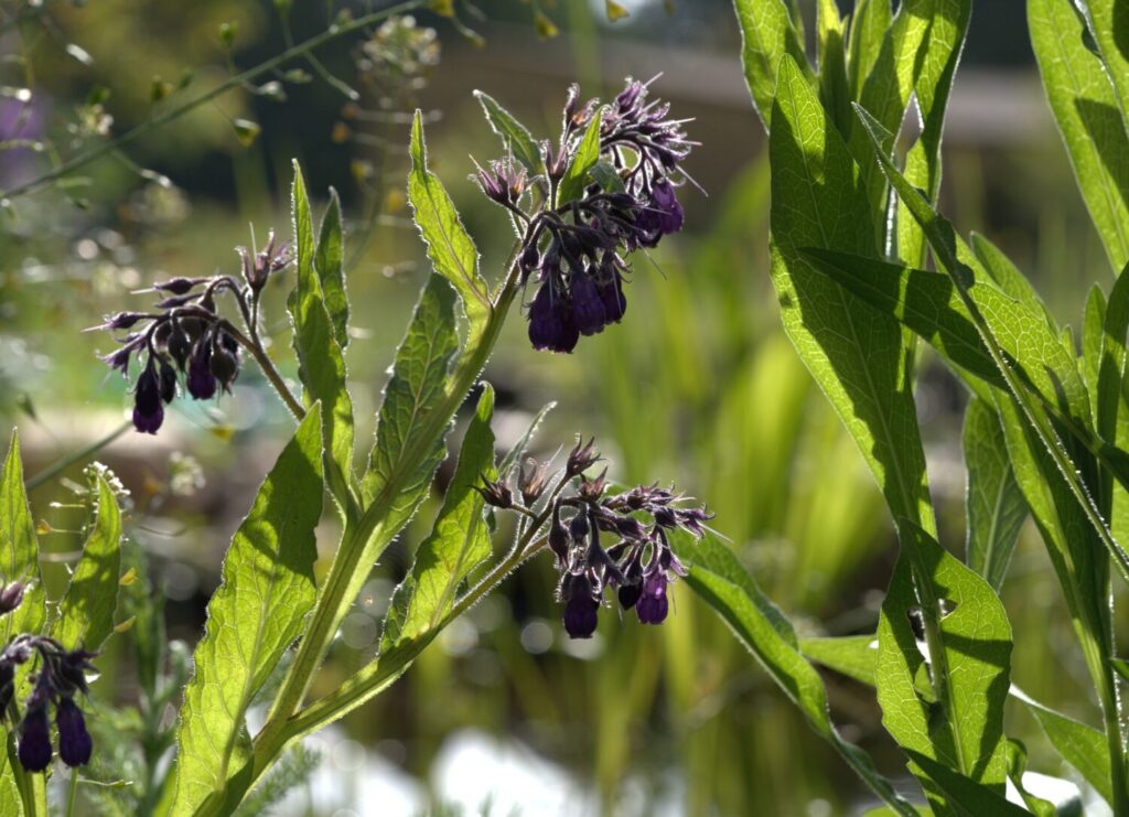 Gewone smeerwortel biedt naast een prachtige bloei ook structuur en schuilplekken met zijn grote bladeren en pollige groeiwijze (de Natuur van hier)