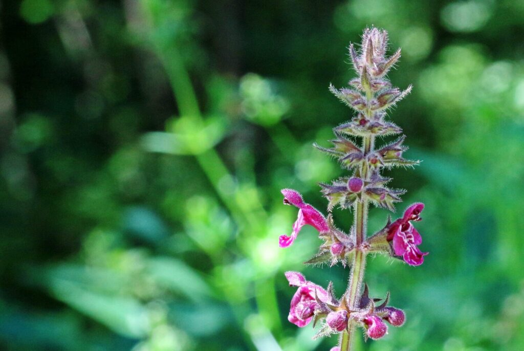 Bosandoorn bloeit met prachtige roze bloemen en doet het goed in de (half)schaduw