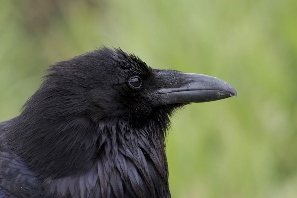 Raven zijn zeer intelligente en sociale vogels (Saxifraga - Luc Hoogenstein)