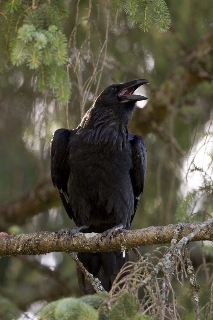 Raven hebben verlengde keelveren, waardoor de hals dikker lijkt (Saxifraga - Luc Hoogenstein)