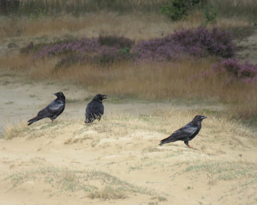 Raven herkennen soortgenoten, maar ook mensen (Saxifraga - Mark Zekhuis)