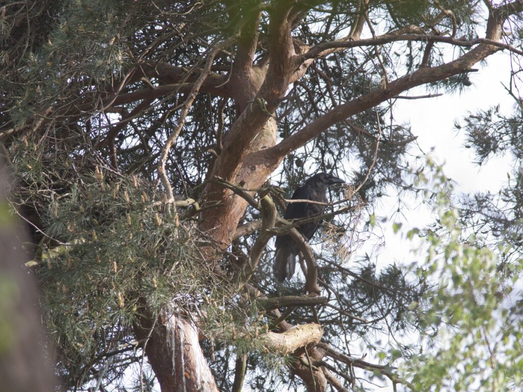 Raven hebben een hoge plek nodig om hun nest te kunnen maken, bijvoorbeeld in een hoge naaldboom (Saxifraga - Mark Zekhuis)