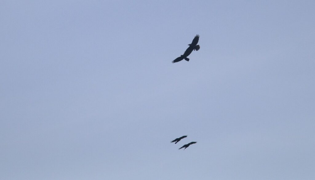 Raven leven voornamelijk als koppel, maar buiten het broedseizoen om ook wel in groepen (Saxifraga - Mark Zekhuis)