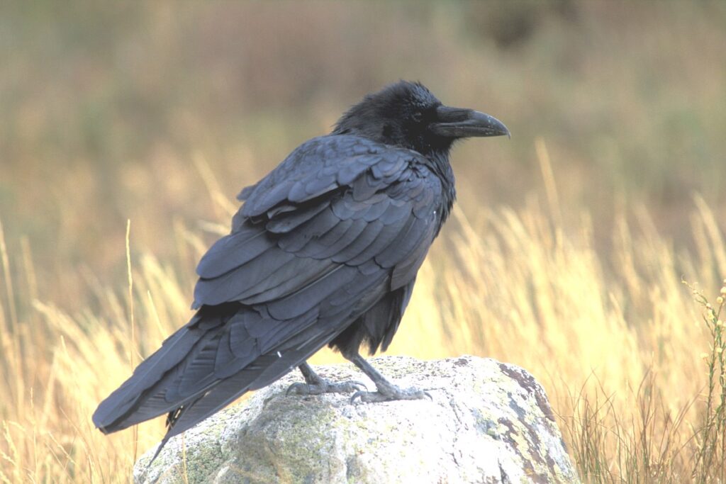 Raven hebben ongeveer de grootte van een buizerd en zijn daarmee beduidend groter dan de zwarte kraai (Saxifraga - Piet Munsterman)