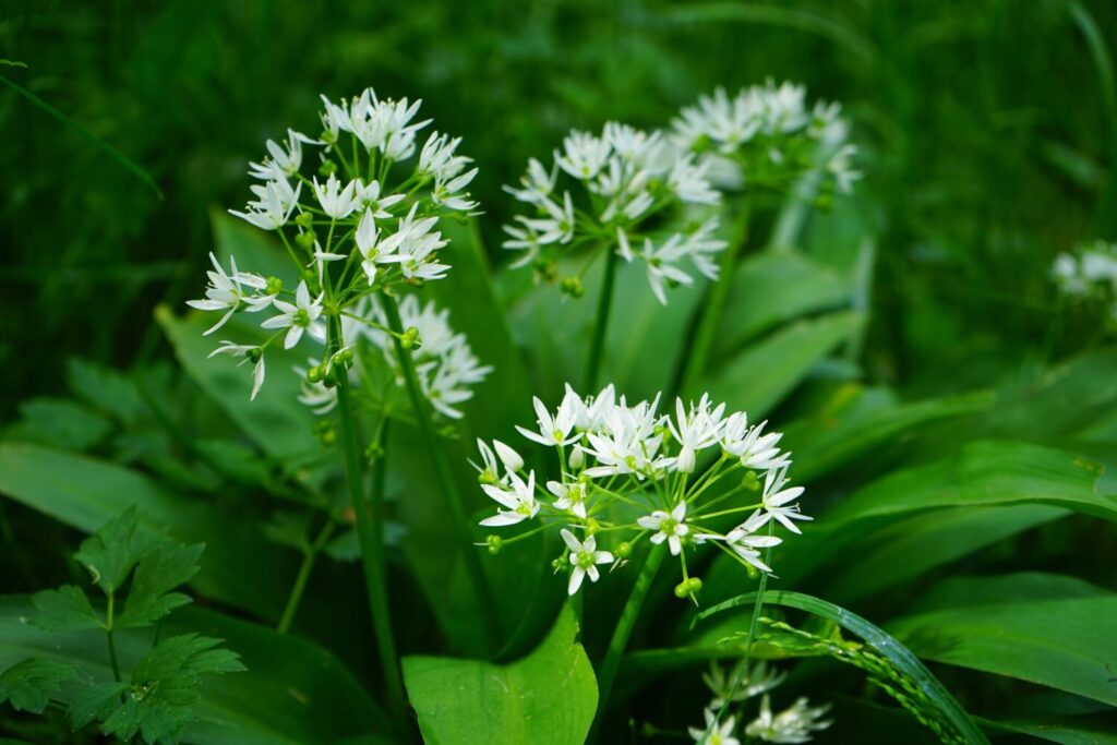 Daslook is een uitstekende plant voor in de schaduw en bloeit rijkelijk met prachtige witte bloemen