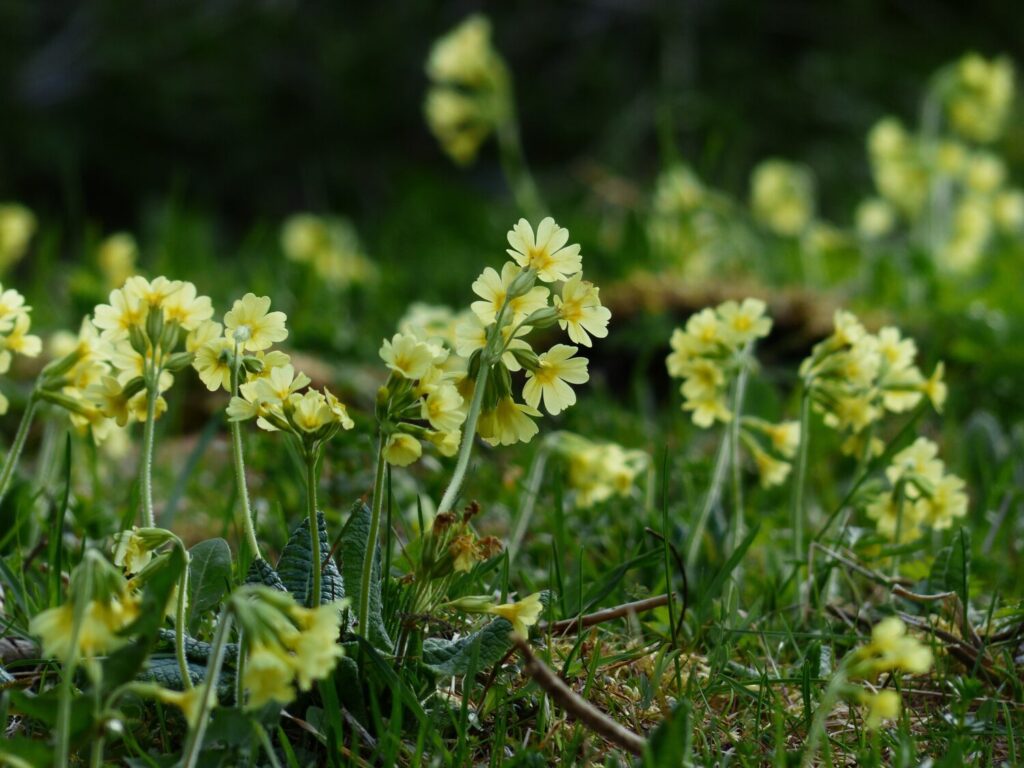 De nectar in de gele bloemen van slanke sleutelbloem is zeer geliefd bij insecten