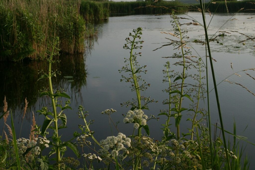 Knopig helmkruid staat prachtig in een schaduwrijke oever (Saxifraga - Hans Boll)