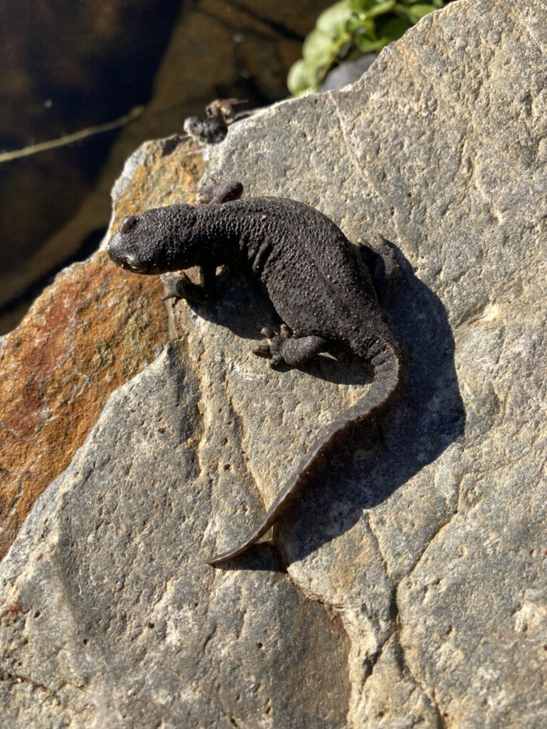 Wat eten salamanders? Lees hier alles!