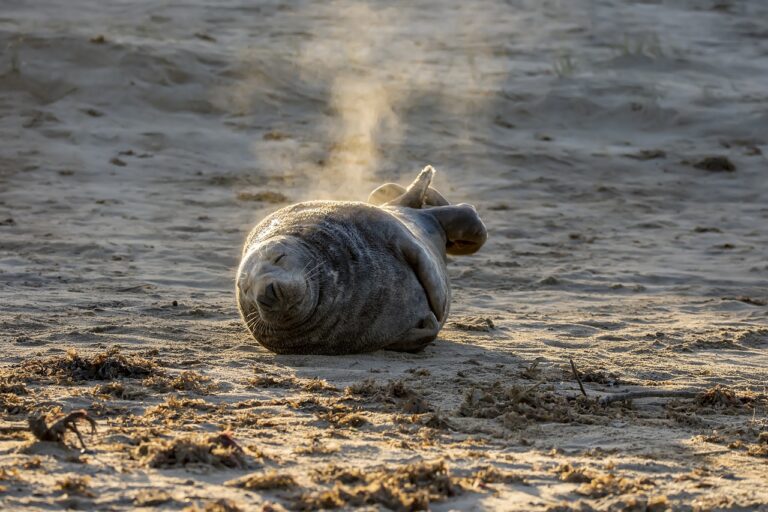 Grijze zeehond