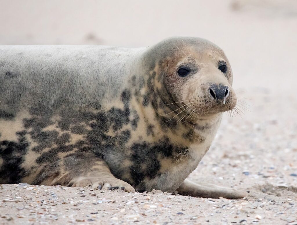 Halichoerus grypus 16, Grijze zeehond, Saxifraga-Bart Vastenhouw