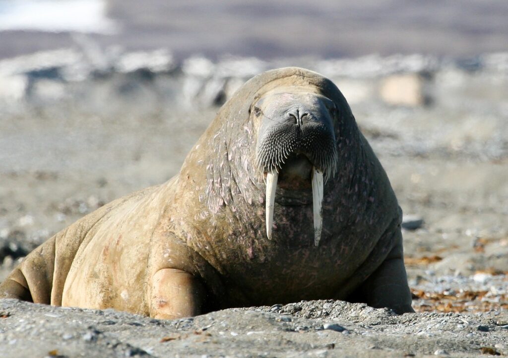 Odobenus rosmarus 14, Walrus, Saxifraga-Bart Vastenhouw