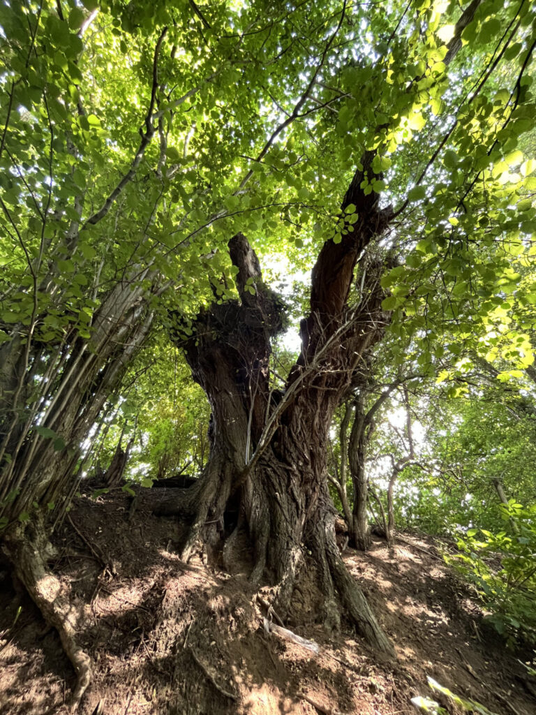 Oude boom (de Natuur van hier)