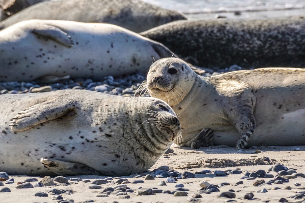 Zeehonden