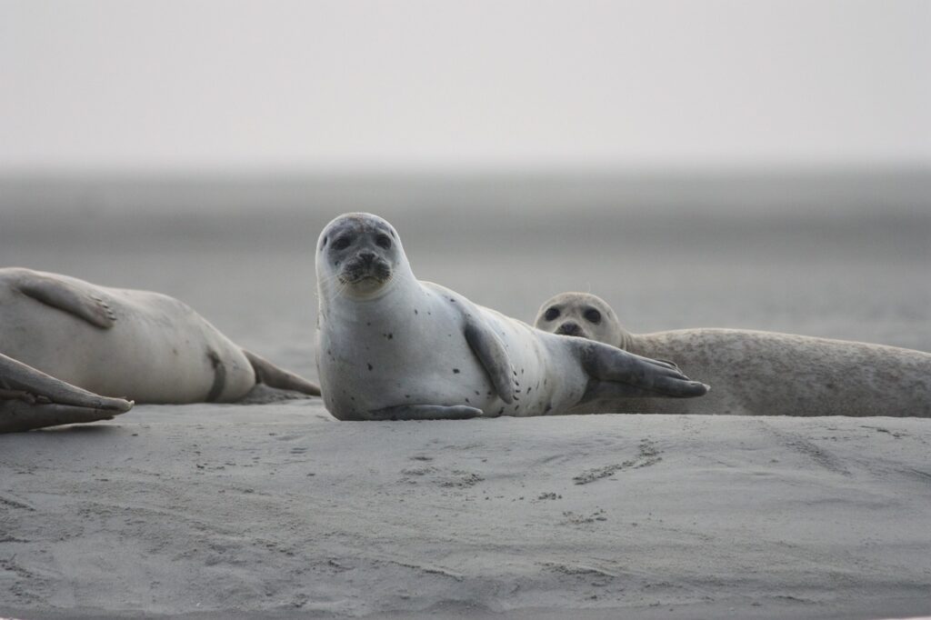 Gewone zeehond