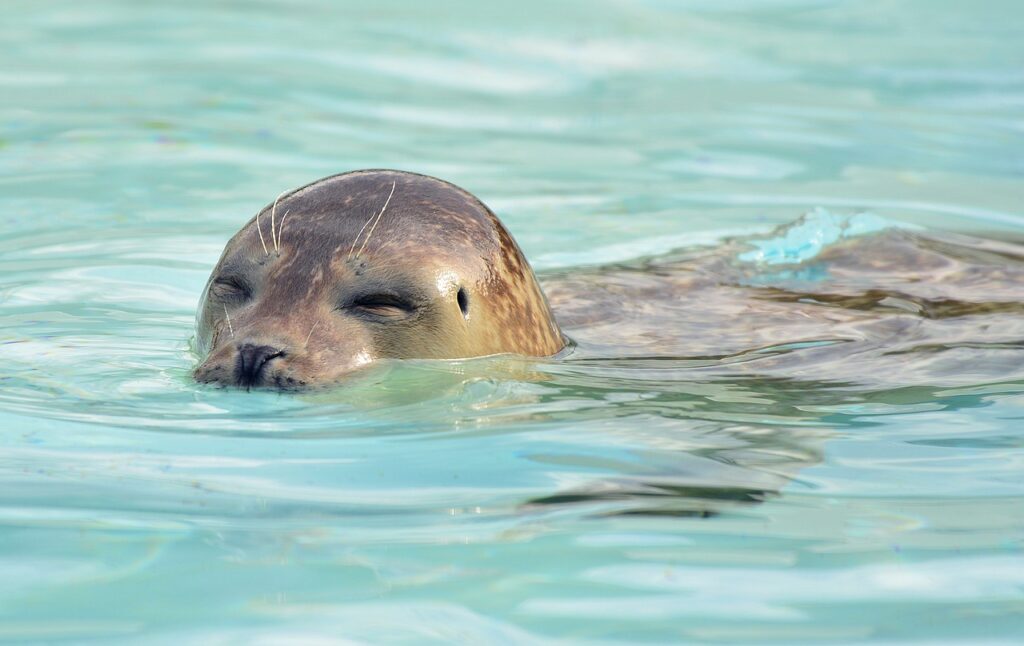 Gewone zeehond