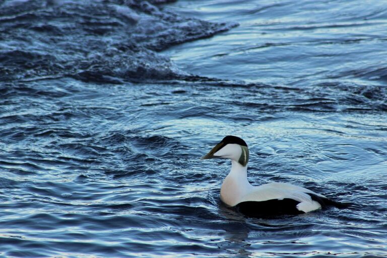 Eider