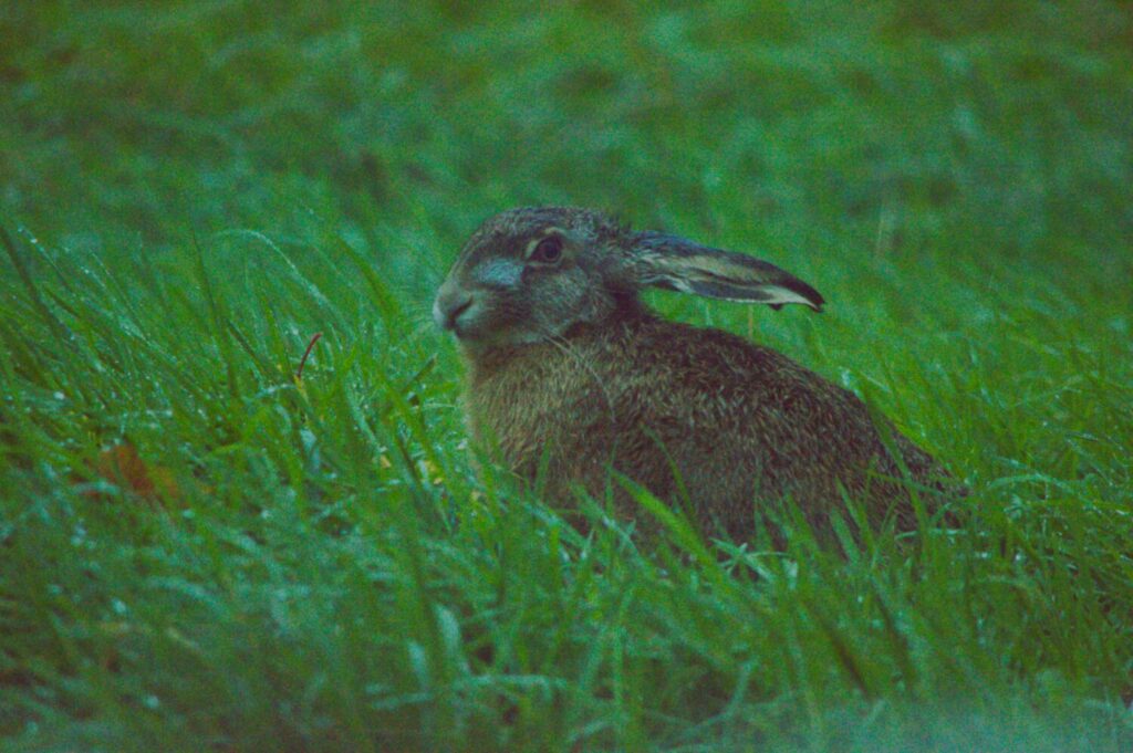 Haas (de Natuur van hier)