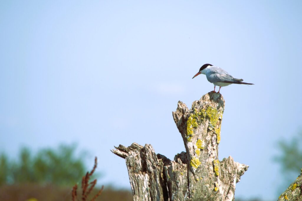 Visdief (De Natuur van hier)