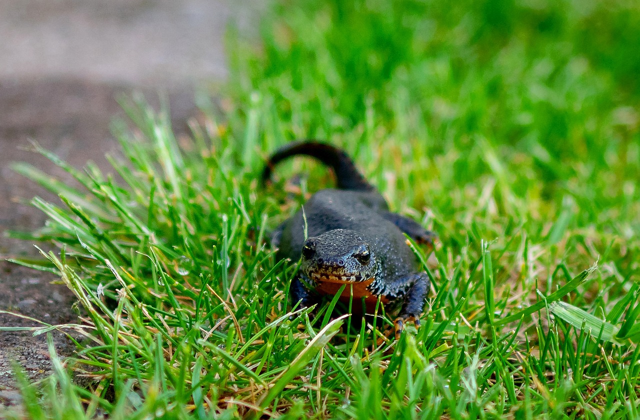 Salamander in tuin