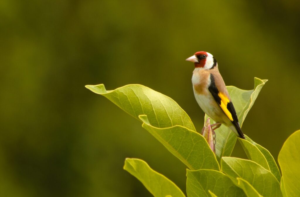 Distelvink (de Natuur van hier)