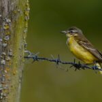 Gele kwikstaart (de Natuur van hier)