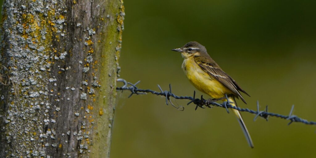 Gele kwikstaart (de Natuur van hier)
