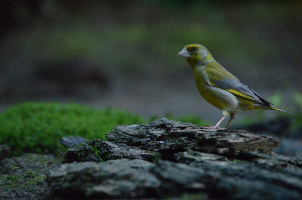 Groenling (de Natuur van hier)