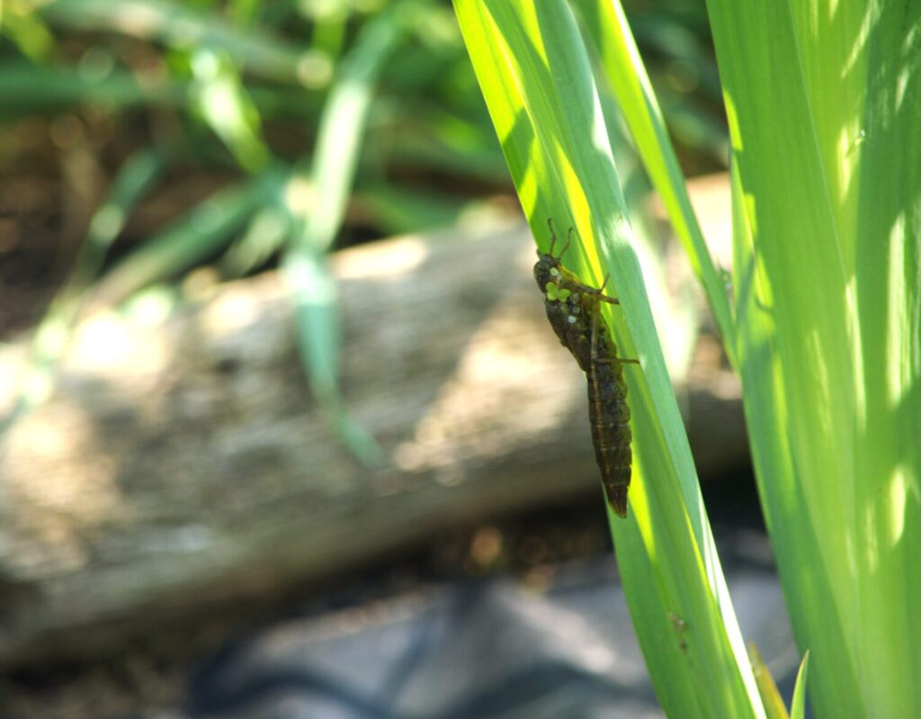 Grote keizerlibel gedaanteverwisseling (de Natuur van hier)