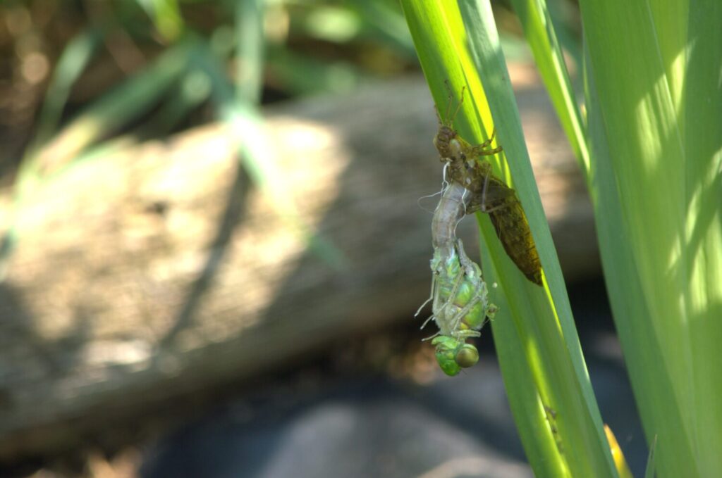 Grote keizerlibel gedaanteverwisseling (de Natuur van hier)