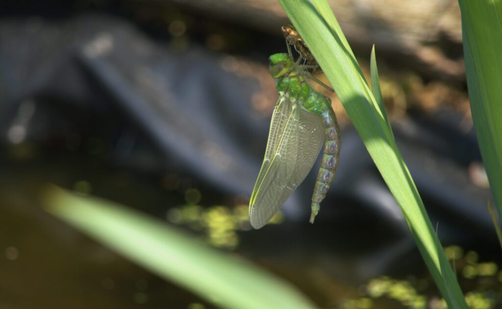 Grote keizerlibel gedaanteverwisseling (de Natuur van hier)