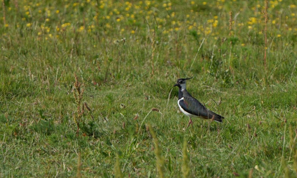 Kievit (de Natuur van hier)