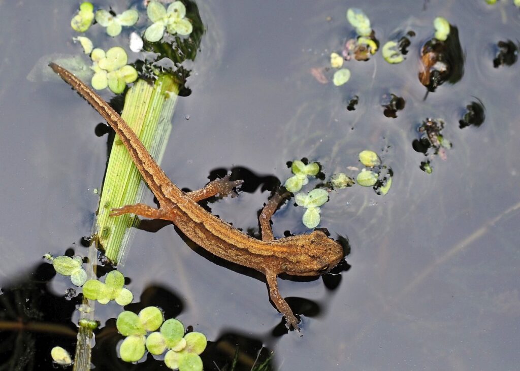 Salamander in de tuin 