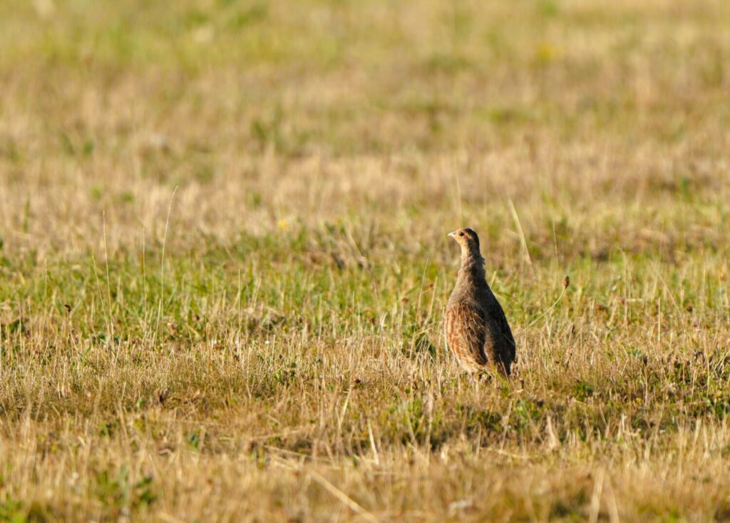 De patrijs is misschien wel het bekendste voorbeeld van een akkervogel in nood (de Natuur van hier)
