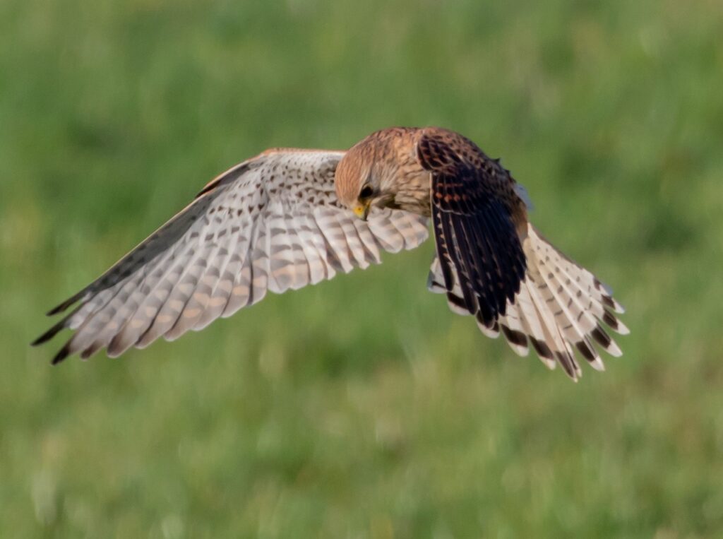 Torenvalk akkervogel