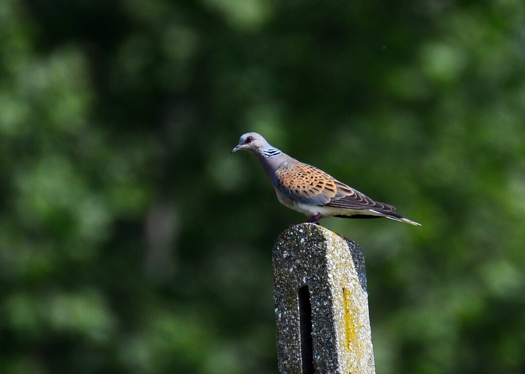 Zomertortel Akkervogel