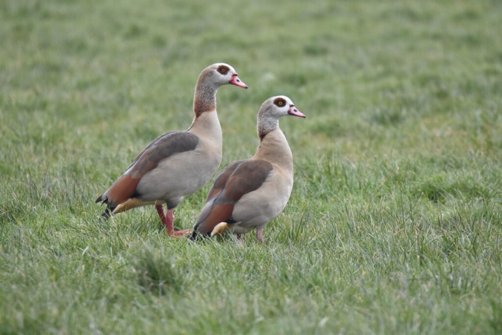 Nijlgans halfgans