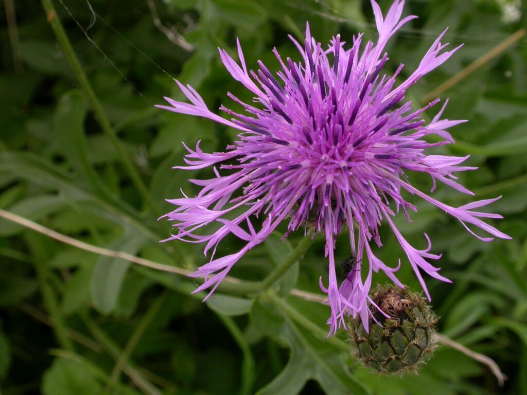 Centaurie planten zon