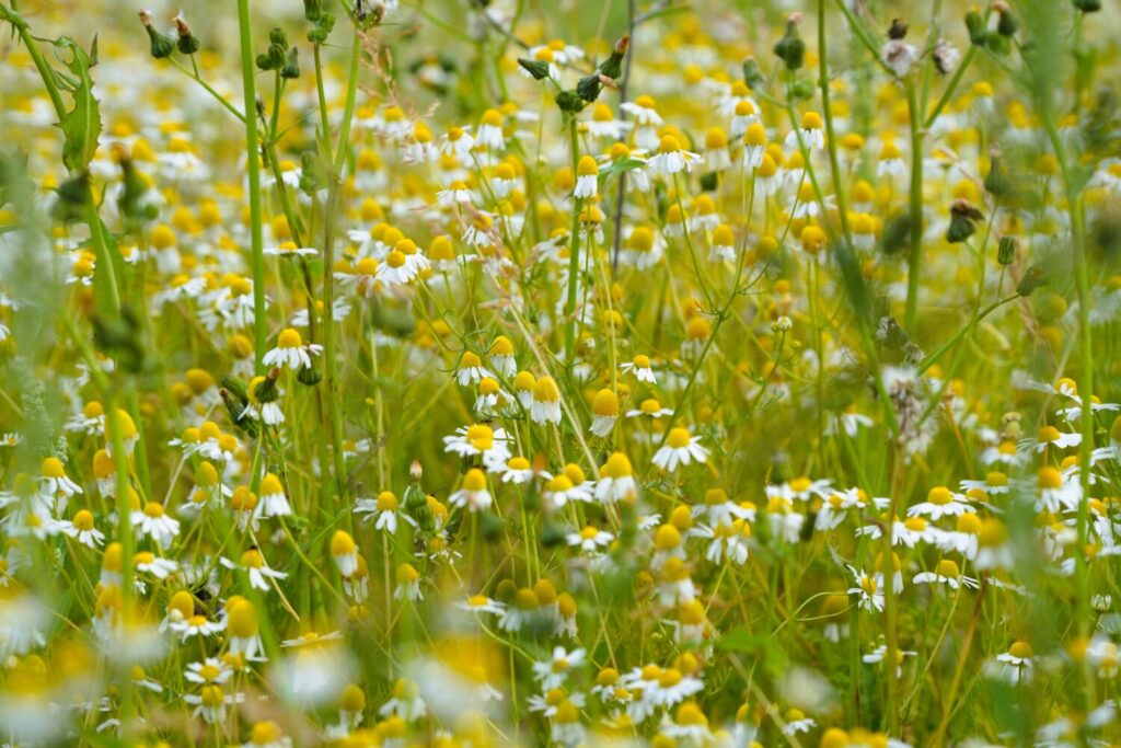 Bloeiende echte kamille (de Natuur van hier)